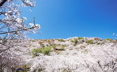 花立公園さくらまつり