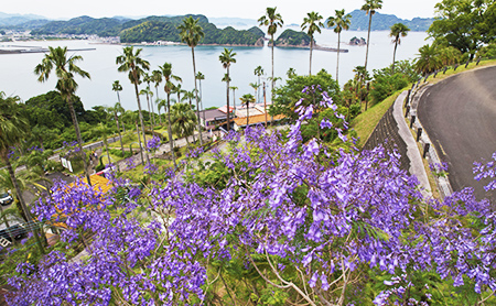 ジャカランダまつり