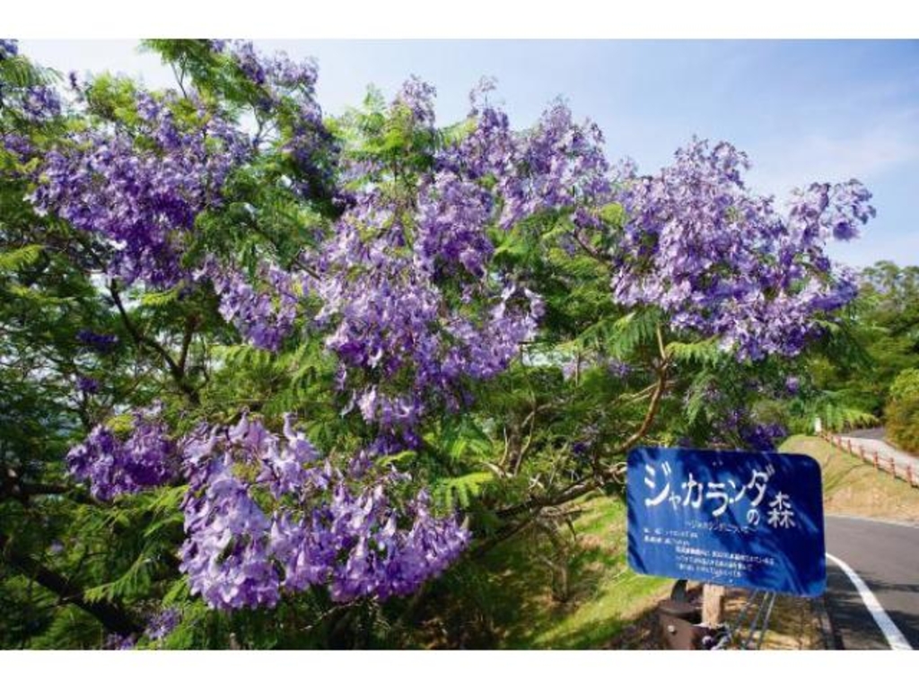 ジャカランダまつり2026